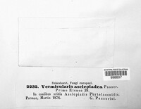 Vermicularia asclepiadea image
